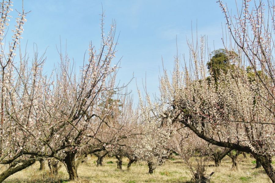 かめだ梅の花めぐり 新潟のイベント 公式 新潟県のおすすめ観光 旅行情報 にいがた観光ナビ