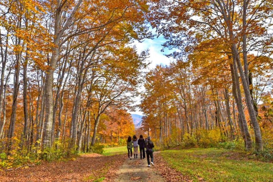 奥只見丸山スキー場