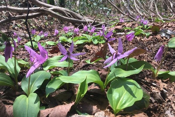 美しい佐渡の竹林で旬の贅沢を味わう たけのこ掘りツアーと春のドンデン山周遊 新潟の体験 公式 新潟県のおすすめ観光 旅行情報 にいがた観光ナビ