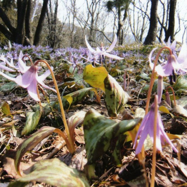 高内山のカタクリ