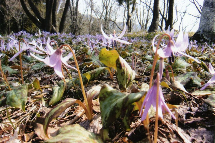 高内山のカタクリ