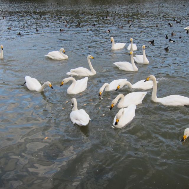 長嶺大池の白鳥