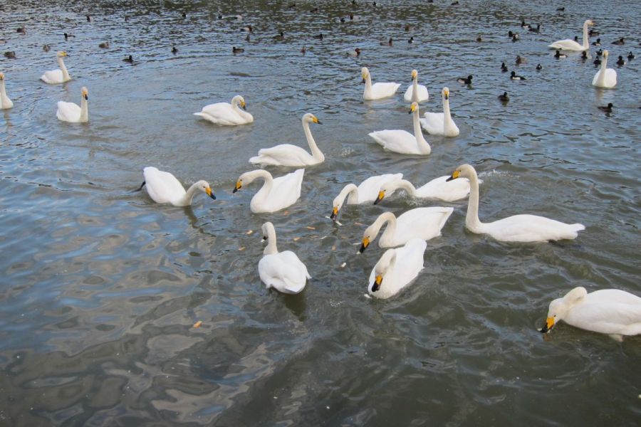 長嶺大池の白鳥 新潟の観光スポット 公式 新潟県のおすすめ観光 旅行情報 にいがた観光ナビ