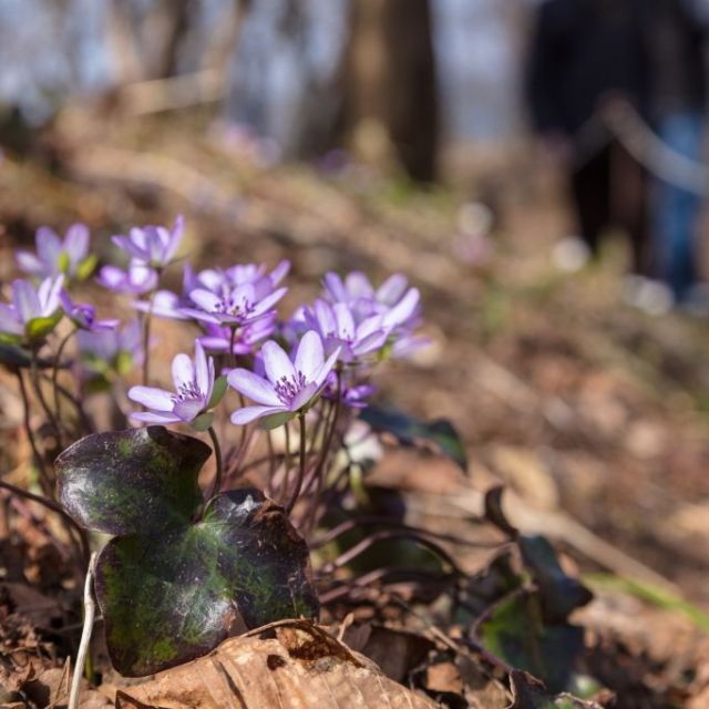 大崎雪割草の里