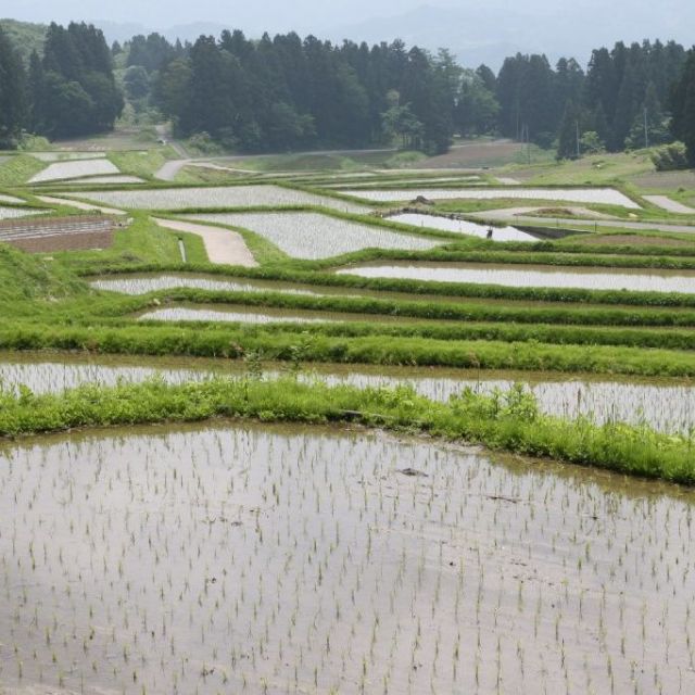梨ノ木田の棚田