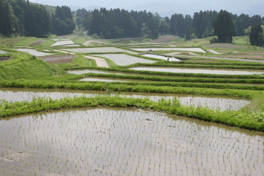 梨ノ木田の棚田