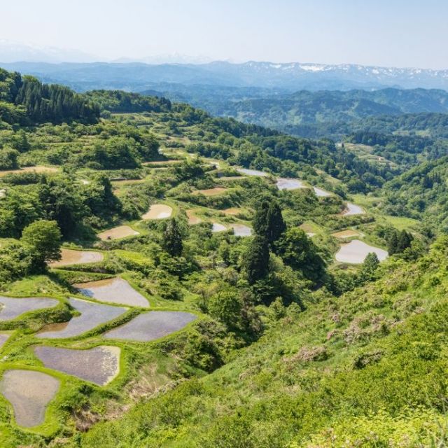 花坂の棚田