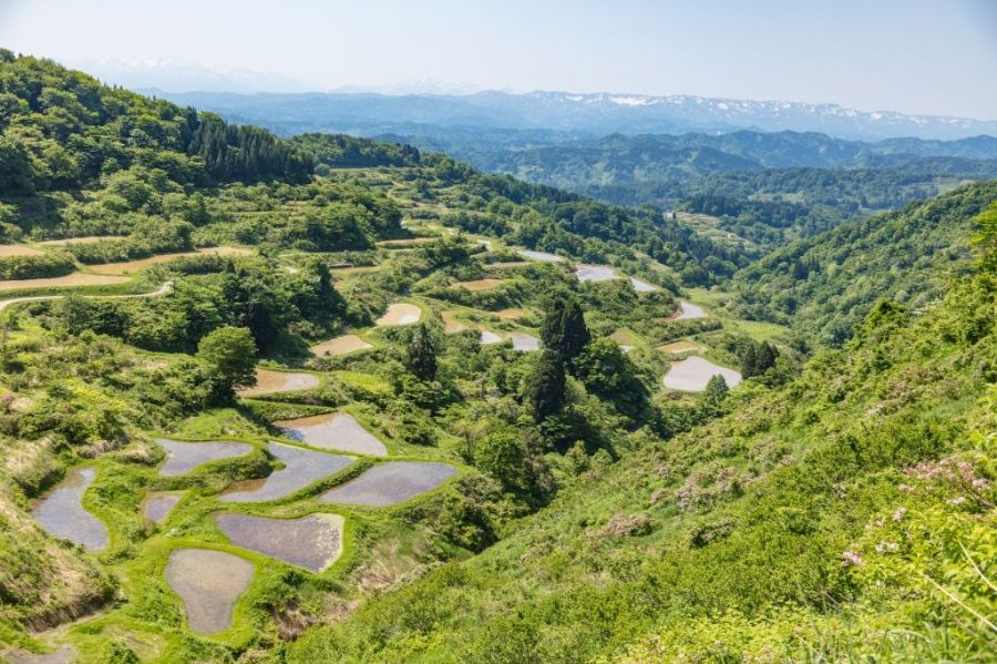 花坂の棚田