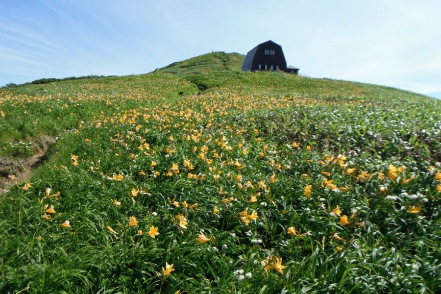 山小屋とニッコウキスゲの群生