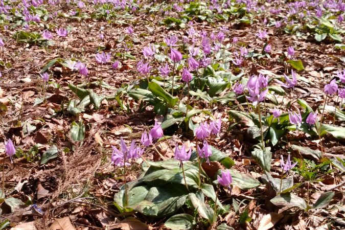 観音公園のカタクリの群生