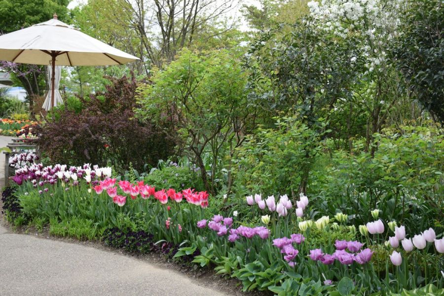 咲き方、色、大きさと様々な種類のチューリップが、園内いっぱいに咲く様子をご紹介します。