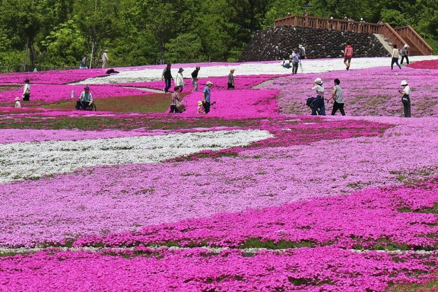 魚沼芝桜まつり 新潟のイベント 公式 新潟県のおすすめ観光 旅行情報 にいがた観光ナビ