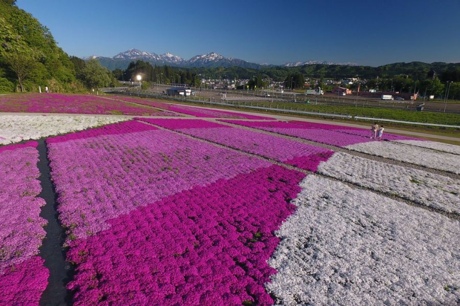 魚沼芝桜まつり 新潟のイベント 公式 新潟県のおすすめ観光 旅行情報 にいがた観光ナビ