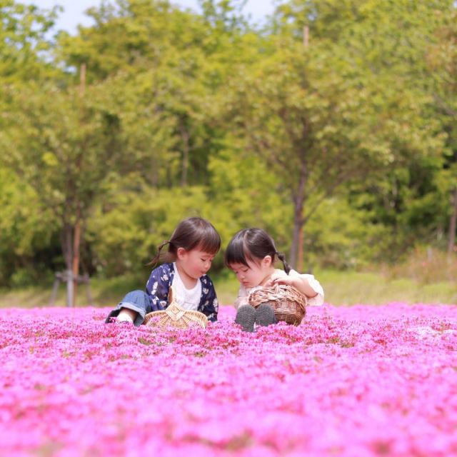 魚沼芝桜まつり