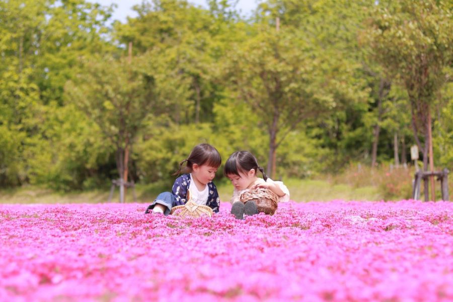 魚沼芝桜まつり 新潟のイベント 公式 新潟県のおすすめ観光 旅行情報 にいがた観光ナビ