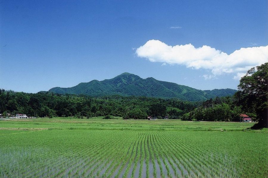 米山・水野林道登山口