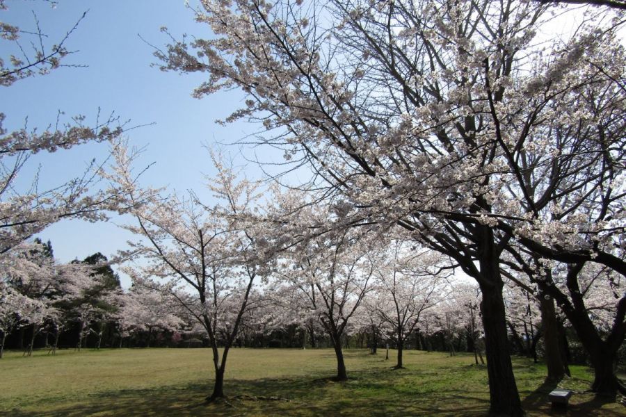 赤坂山公園 新潟の観光スポット 公式 新潟県のおすすめ観光 旅行情報 にいがた観光ナビ