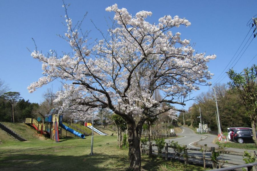 赤坂山公園 新潟の観光スポット 公式 新潟県のおすすめ観光 旅行情報 にいがた観光ナビ