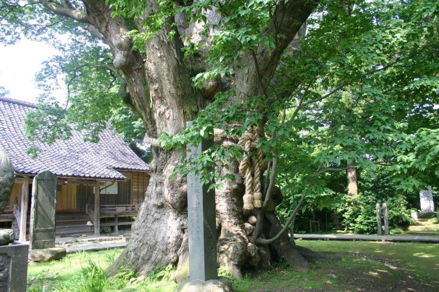 鵜川神社の大ケヤキ