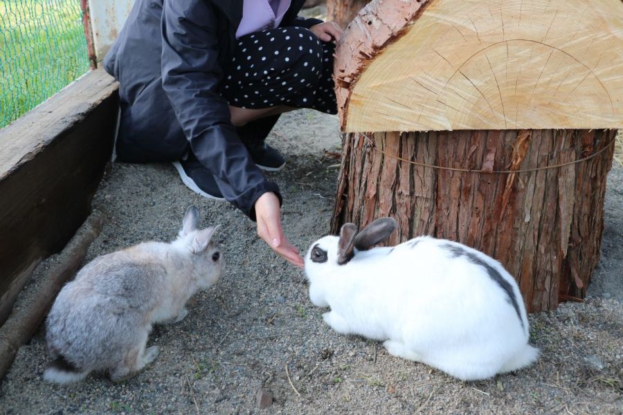 ウサギやポニー、ヤギなどの動物たちの餌やり体験などもできます。
