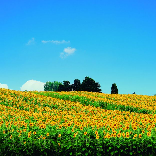 山本山菜の花畑／ひまわり畑