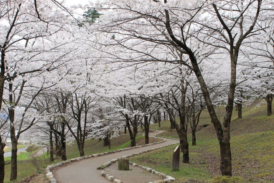 村松公園 新潟の観光スポット 公式 新潟県のおすすめ観光 旅行情報 にいがた観光ナビ