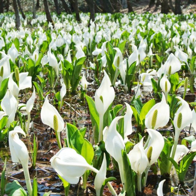水芭蕉公園【ミズバショウ】
