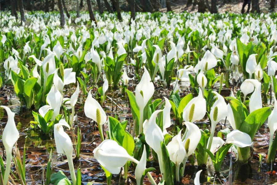 水芭蕉公園 ミズバショウ 公式 新潟県のおすすめ観光 旅行情報 にいがた観光ナビ