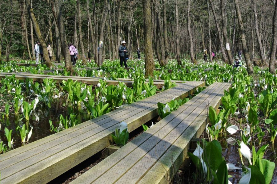 水芭蕉公園 ミズバショウ 公式 新潟県のおすすめ観光 旅行情報 にいがた観光ナビ