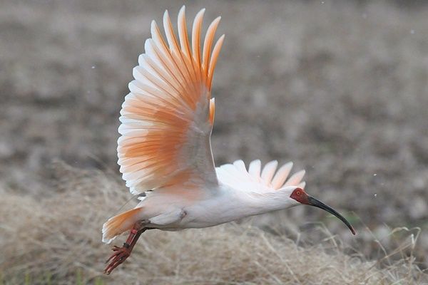 タクシーでめぐる「野生のトキ」見学ツアー 