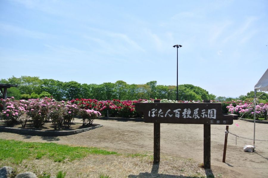 ぼたん百種展示園 ぼたんの名所 新潟の観光スポット 公式 新潟県のおすすめ観光 旅行情報 にいがた観光ナビ