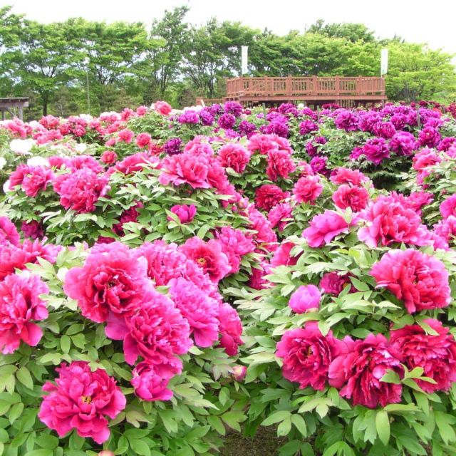 五泉市花木まつり