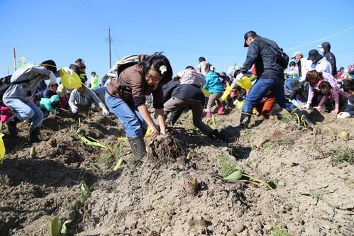 五泉市さといもまつり 新潟のイベント 公式 新潟県のおすすめ観光 旅行情報 にいがた観光ナビ