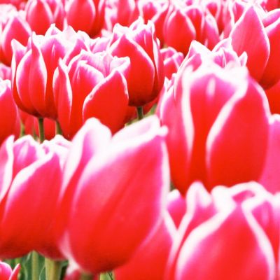 春の季節情報