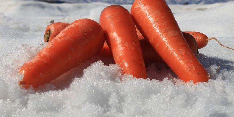 雪下にんじん掘り体験