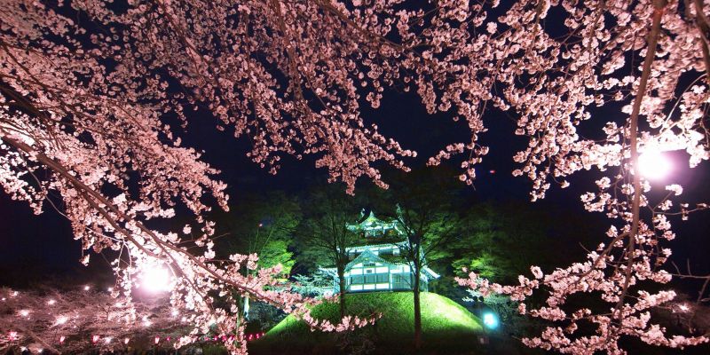 日本三大夜桜の1つと称される高田公園の桜
