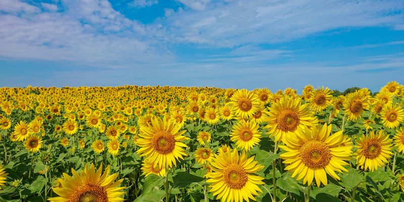 広大な農業大地にきらっと光る黄色のじゅうたん