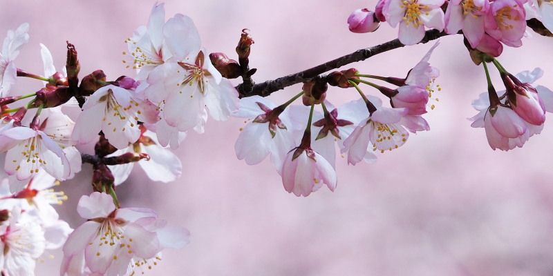 新潟・庄内のお花見スポット