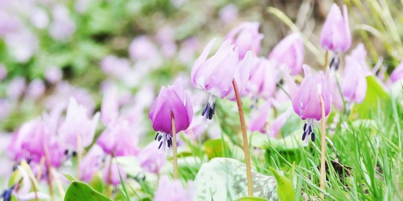 カタクリの開花情報