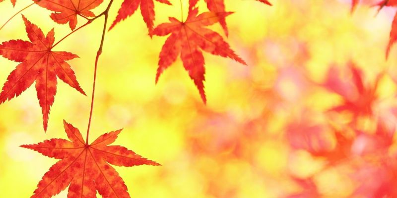 秋の季節情報 旅のテーマで探す 公式 新潟県のおすすめ観光 旅行情報 にいがた観光ナビ