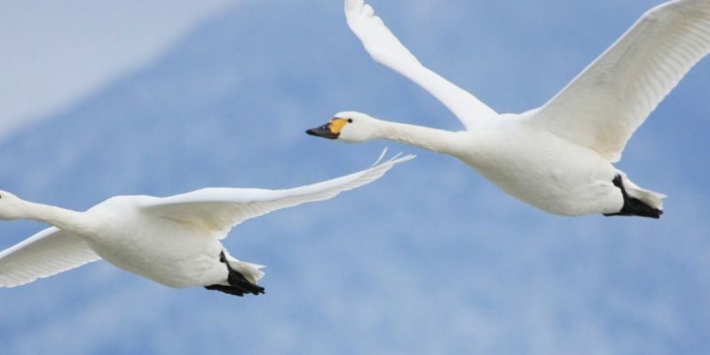 白鳥の飛来情報