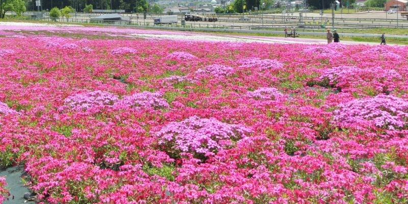 鮮やかなピンクの芝桜と残雪残る越後三山のコラボレーション