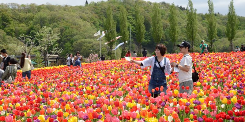 おすすめ花畑 24選 旅のテーマで探す 公式 新潟県のおすすめ観光 旅行情報 にいがた観光ナビ