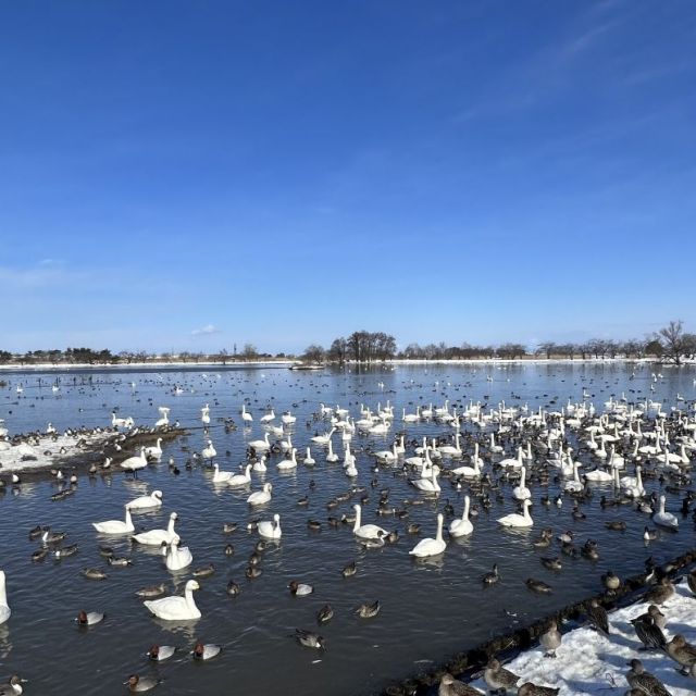 瓢湖水きん公園