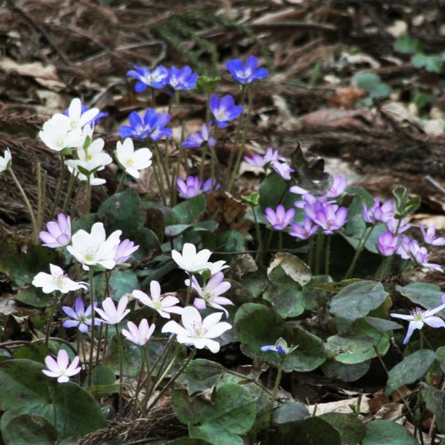 雪国植物園