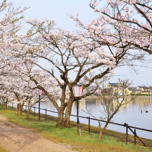 瓢湖水きん公園