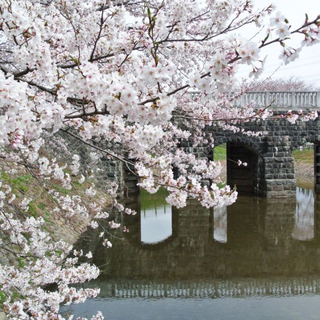 加治川治水記念公園・加治川堤の桜