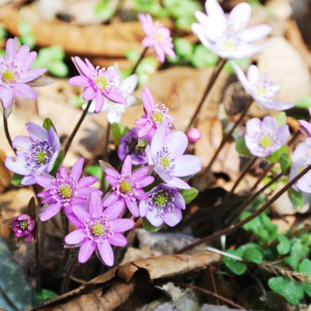 県庁の森