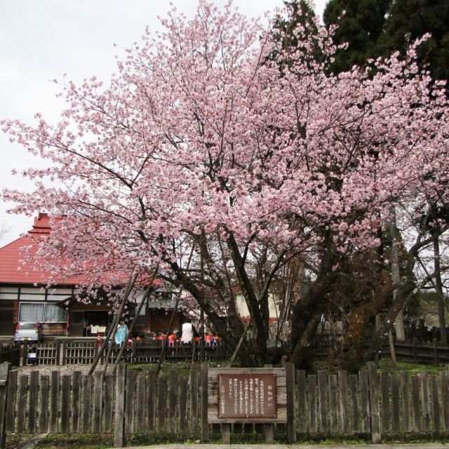極楽寺野中ザクラ