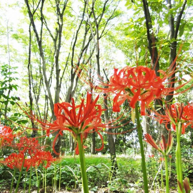 県庁の森